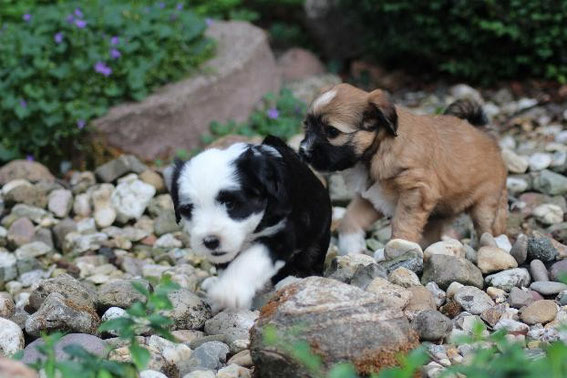 Geröllhunde im Einsatz.