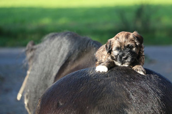 Mädchen Nummer zwei wird auf den Namen Bella Frieda hören und ist fest vergeben.