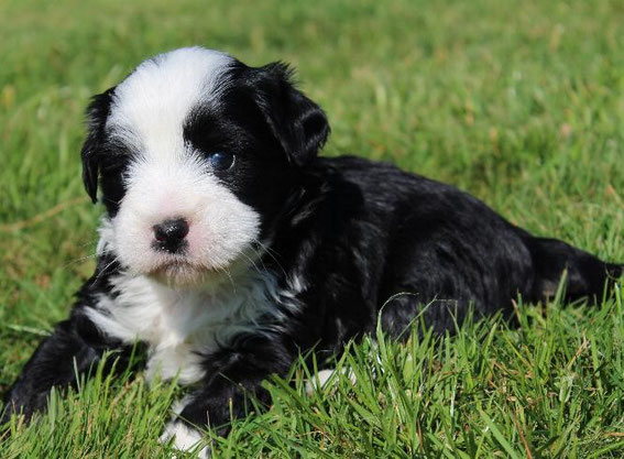 Tibet Terrier Little People NRW Welpe