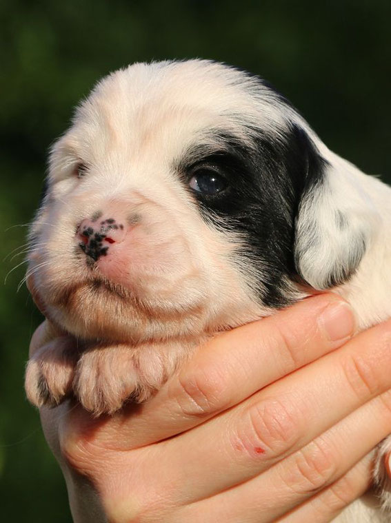 Rüde Nummer eins , der kleine Eisbär ist inzwischen das kleine Moppelchen im Wurf