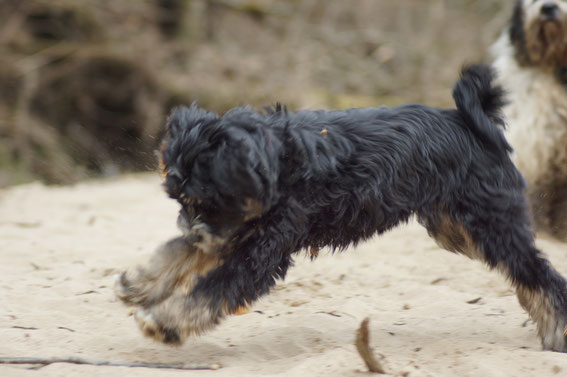 Little People Tibet Terrier Welpen NRW