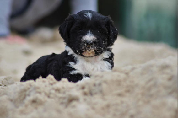 Tibet Terrier Welpe NRW Little people