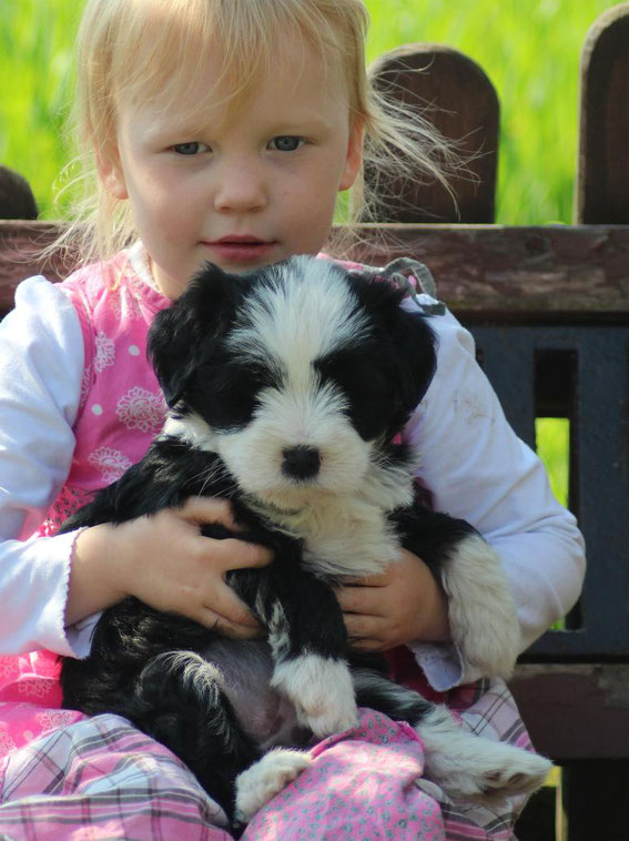 Tibet Terrier Welpe NRW little people