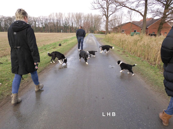 Gemeinsamer Spaziergang mit allen Hunden beim Auszug Zappa u. Frida!