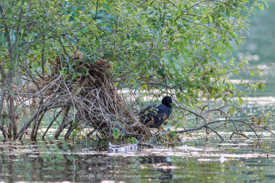 Ein während des Hochwassers Ende Juni erbautes Blässhuhn-Nest steht mittlerweile mit dem fallenden Wasserstand im Trockenen | Markelfinger Winkel, 16.07.2016, Foto: S. Trösch