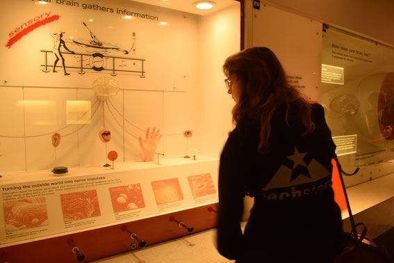 Natural History Museum, London, Human Biology