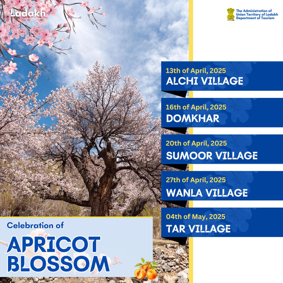 Apricot Blossom Festival 2025 - Ratna Voyages, Leh, Ladakh