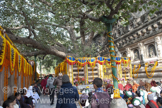 Bodhi Tree Mahabodhi Main Temple Bodhgaya