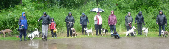 Hundespaziergang, Mausi ist die dritte von links.