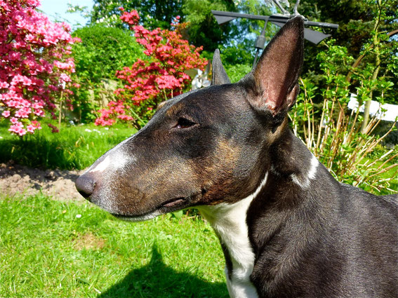 Mausi am Ostersonntag 2011