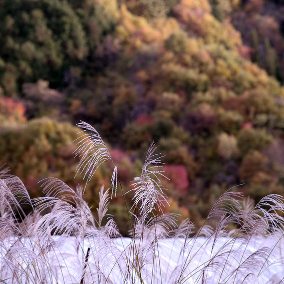 紅葉1 LeicaSL+LEICA ライカ VARIO-ELMAR-R 80-200mm F4 E60 紅葉1 LeicaSL+LEICA ライカ VARIO-ELMAR-R 80-200mm F4 E60