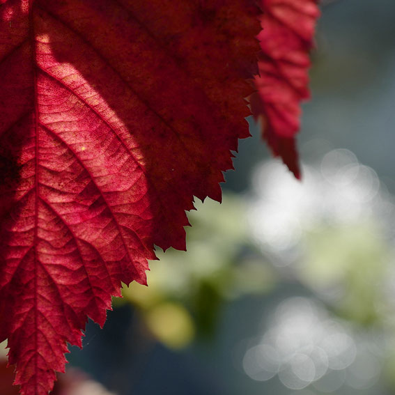 #イチョウ#紅葉#菊#ブラックベリー#アミ#leicaq2#高山市