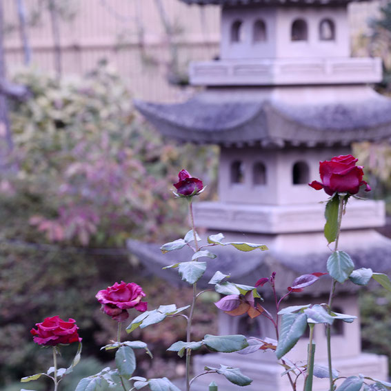 菊　LeicaSL+LEICA ライカ VARIO-ELMAR-R 80-200mm F4 E60 ROM