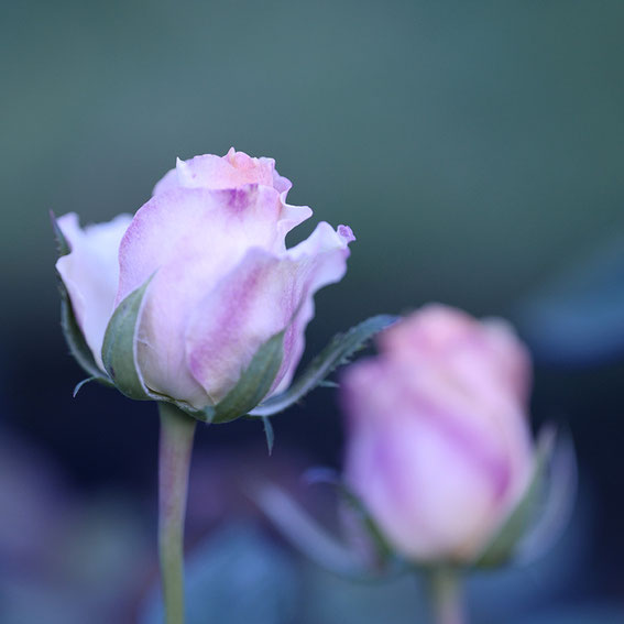 LeicaSL+Leica R Macro Lens Apo-Macro-Elmarit-R 100mm f2.8 アポ・マクロ・エルマリート R f2.8/100mm ASPH.