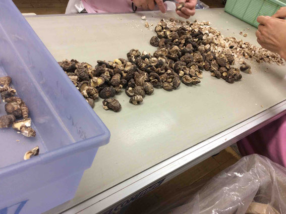 小さな椎茸は加工用に
