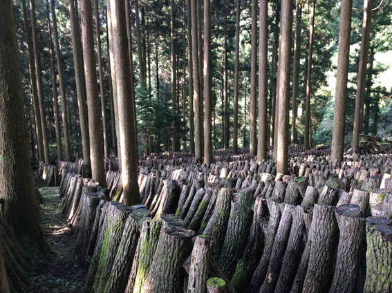 気温10度の日が1週間続くと芽がでるそうで、この日はまだ残念ながら椎茸の姿は見えませんでした。