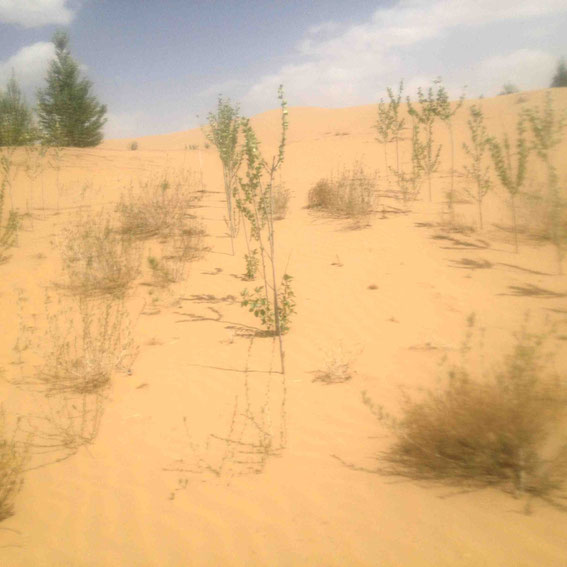 どんな植物がむくのか。どんな植え方がいいのか。試行錯誤の研究は続くby(社)地球緑化クラブ