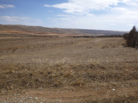 植林予定地。今までの実績から、中国政府からの依頼を受けて新たな土地での緑化をはじめることに。ここが、DRYandPEACEの杏の林になる日を夢見て