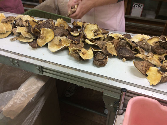 大きすぎる椎茸もまた加工用に