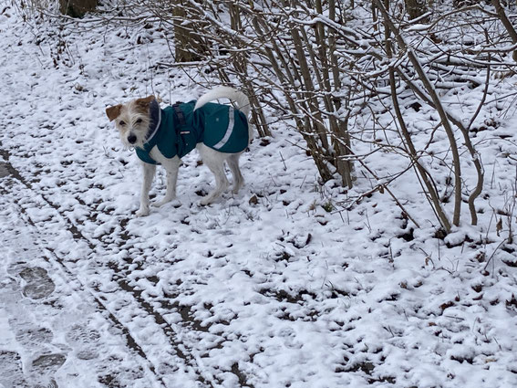 Hombre genießt den Winter