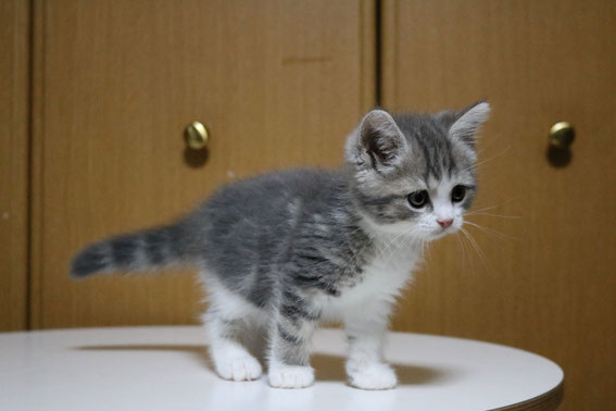 スコティッシュフォールド 子猫 ブリーダー 猫