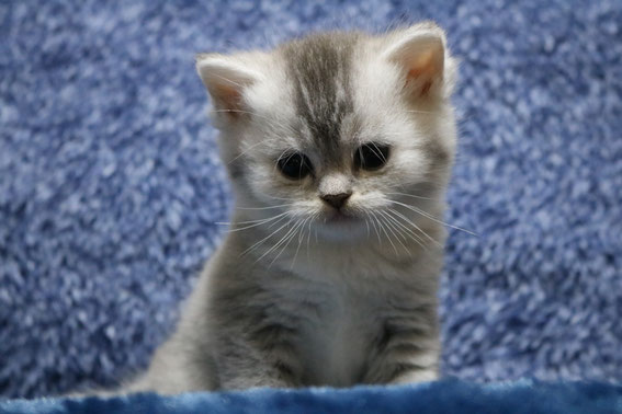 スコティッシュフォールド 子猫 ブリーダー 猫