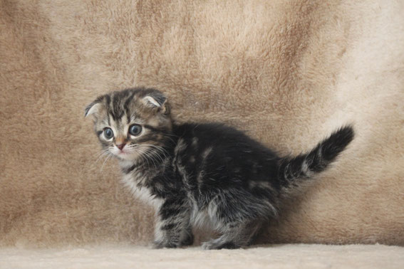 スコティッシュフォールド 子猫 ブリーダー 猫