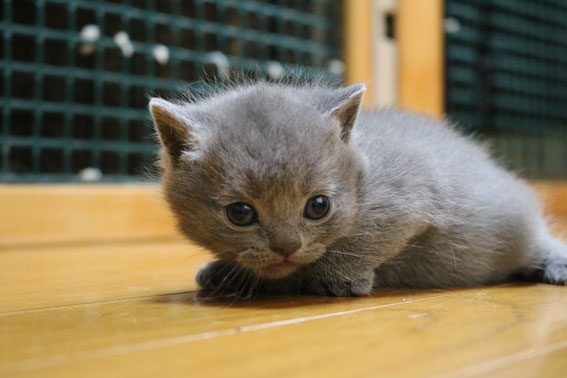 ブリティッシュショートヘア　子猫　ブリーダー　猫