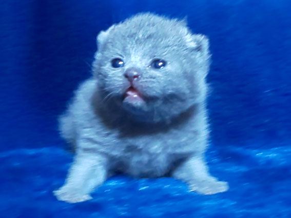 ブリティッシュショートヘア 子猫 ブリーダー 猫