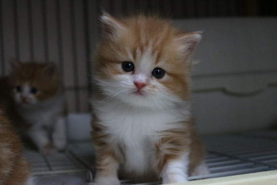 スコティッシュフォールド 子猫 ブリーダー 猫