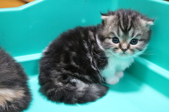 スコティッシュフォールド　子猫　ブリーダー　猫