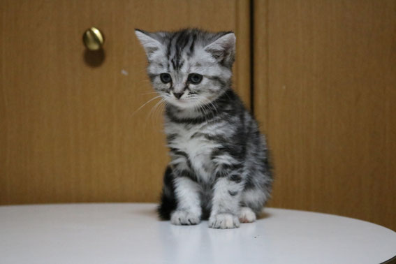 スコティッシュフォールド 子猫 ブリーダー 猫
