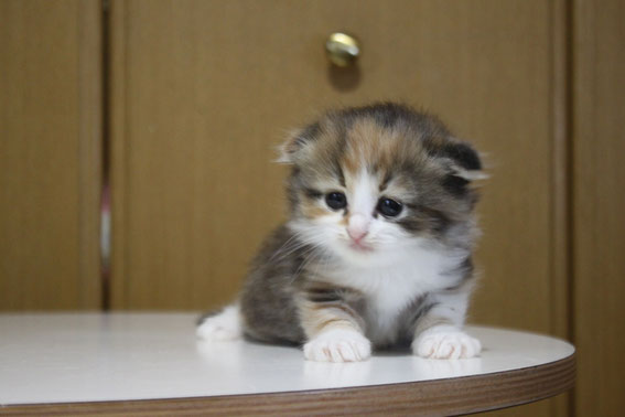 スコティッシュフォールド　子猫　ブリーダー　猫