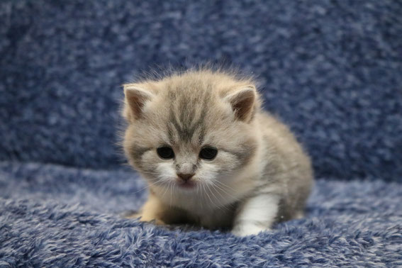 スコティッシュフォールド　子猫　ブリーダー　猫