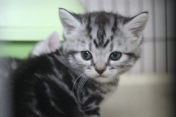 スコティッシュフォールド　子猫　ブリーダー　猫