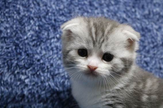 スコティッシュフォールド 子猫 ブリーダー 猫