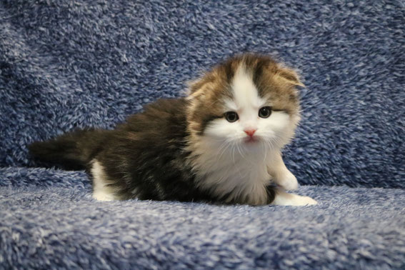 スコティッシュフォールド 子猫 ブリーダー 猫