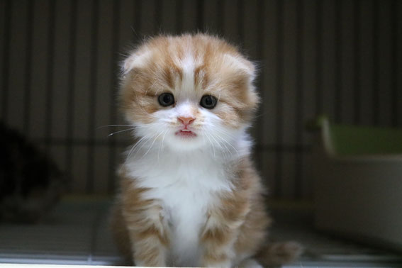 スコティッシュフォールド 子猫 ブリーダー 猫