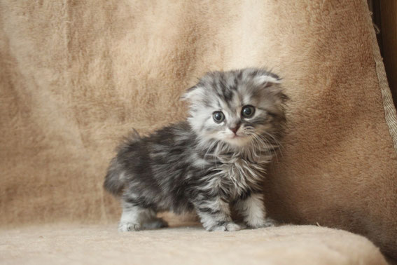 スコティッシュフォールド 子猫 ブリーダー 猫