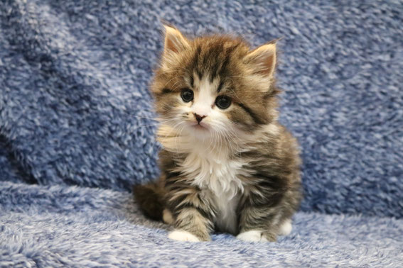 スコティッシュフォールド 子猫 ブリーダー 猫