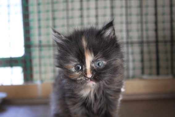 スコティッシュフォールド 子猫 ブリーダー 猫