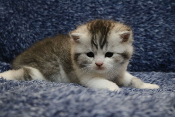 スコティッシュフォールド　子猫　ブリーダー　猫