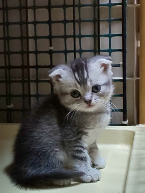 スコティッシュフォールド 子猫 ブリーダー 猫