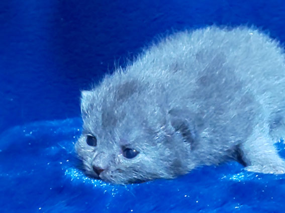 ブリティッシュショートヘア 子猫 ブリーダー 猫