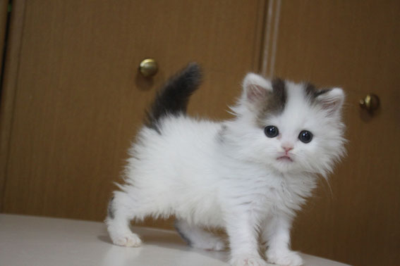 スコティッシュフォールド 子猫 ブリーダー 猫