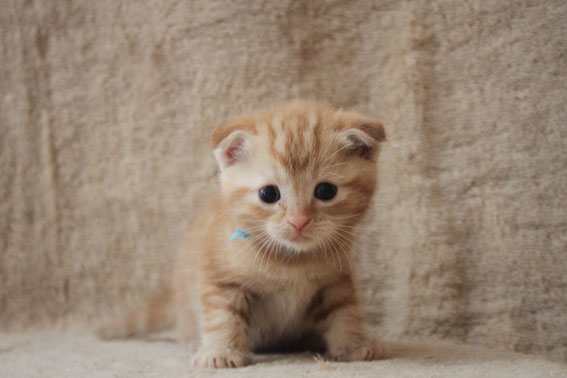 スコティッシュフォールド 子猫 ブリーダー 猫