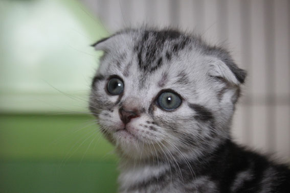 スコティッシュフォールド 子猫 ブリーダー 猫