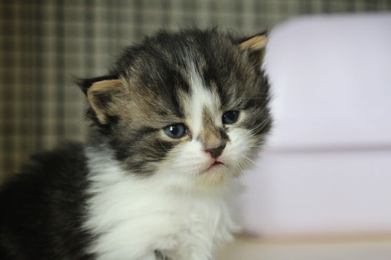 スコティッシュフォールド 子猫 ブリーダー 猫