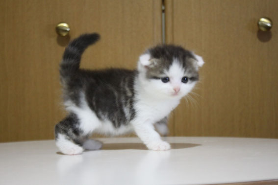スコティッシュフォールド 子猫 ブリーダー 猫