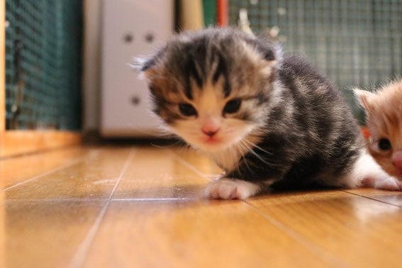 スコティッシュフォールド 子猫 ブリーダー 猫